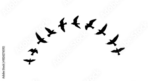 Flock of birds flying in an arch formation against white background