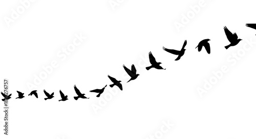 Silhouetted birds flying in formation against a white background for compositing