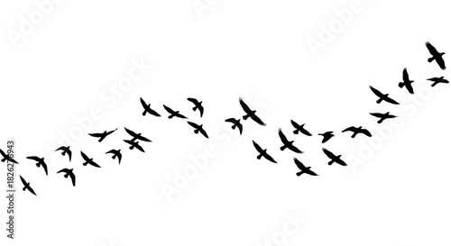 Silhouette of a flock of birds flying in formation against a white background