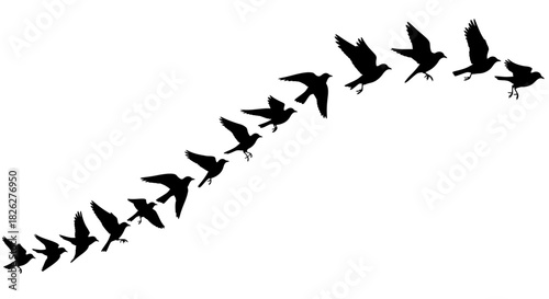 Sequential bird flight a series of silhouetted birds in upward trajectory