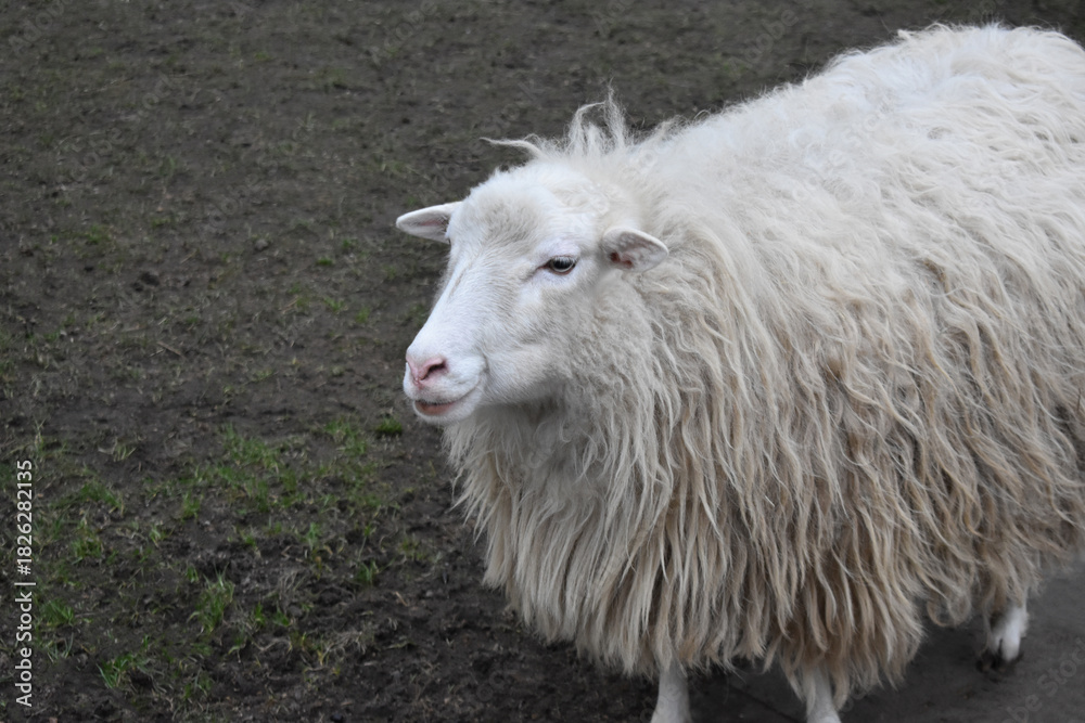 Obraz premium Cute Fluffy White Sheep Standing on Farm Field