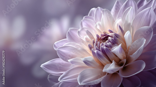 Close-up of a beautiful lavender dahlia flower with soft, delicate petals. This stunning dahlia showcases a gradient of colors, perfect for adding elegance to any project