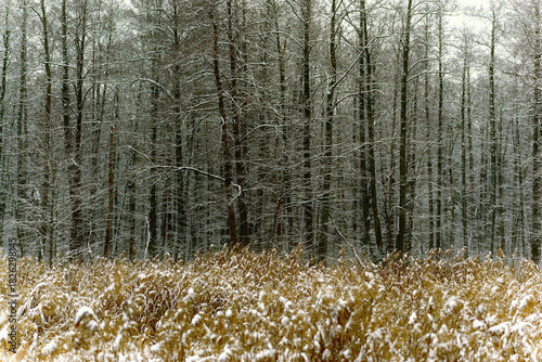Fototapeta Naklejka Na Ścianę i Meble -  Zima nad rzeką Supraśl, Puszcza Knyszyńska