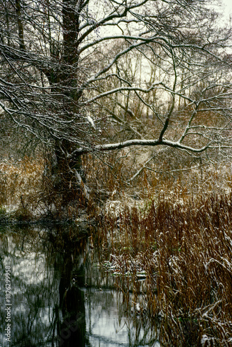 Fototapeta Naklejka Na Ścianę i Meble -  Zima nad rzeką Supraśl, Puszcza Knyszyńska
