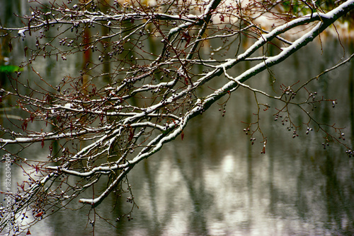 Fototapeta Naklejka Na Ścianę i Meble -  Zima nad rzeką Supraśl, Puszcza Knyszyńska