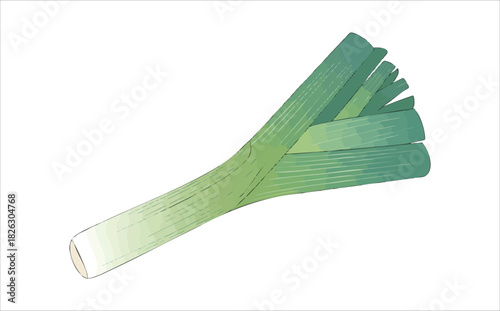 fresh green leek vegetable isolated vector illustration on white background