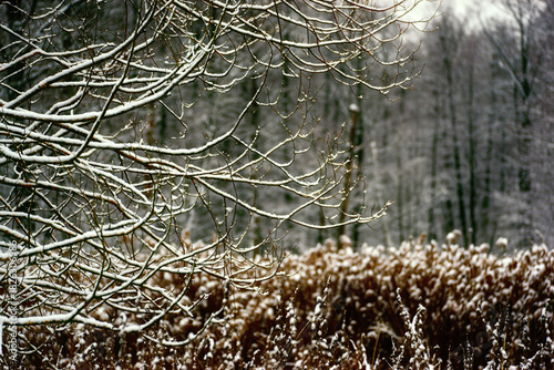 Zima nad rzeką Supraśl, Puszcza Knyszyńska