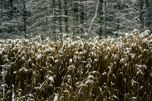 Zima nad rzeką Supraśl, Puszcza Knyszyńska