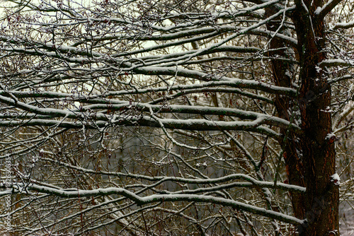 Zima nad rzeką Supraśl, Puszcza Knyszyńska