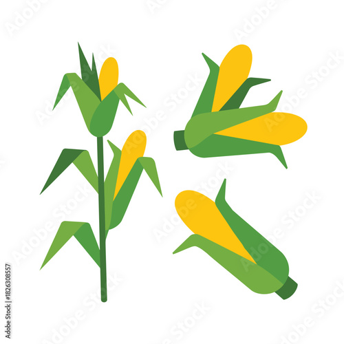 Collection of stylized flat design corn cobs and stalk on white background