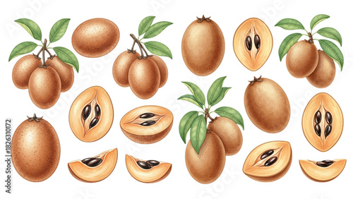 A realistic illustrated collection of tropical sapodilla fruits, including whole, cut halves, slices, and bunches on branches.