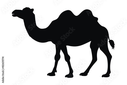 Camel vector silhouette, Desert camel black silhouette