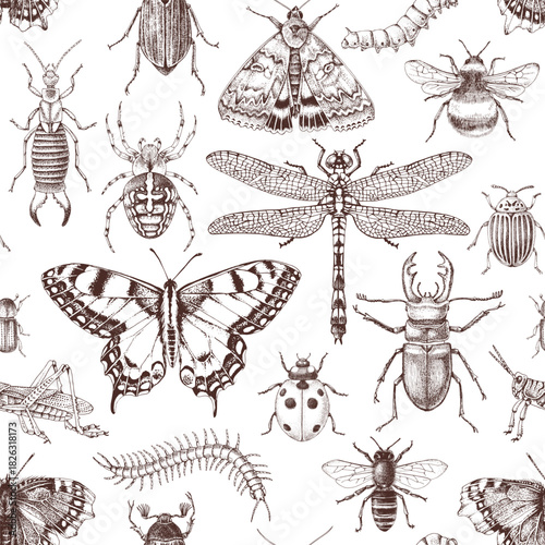 Insects hand drawn seamless pattern
