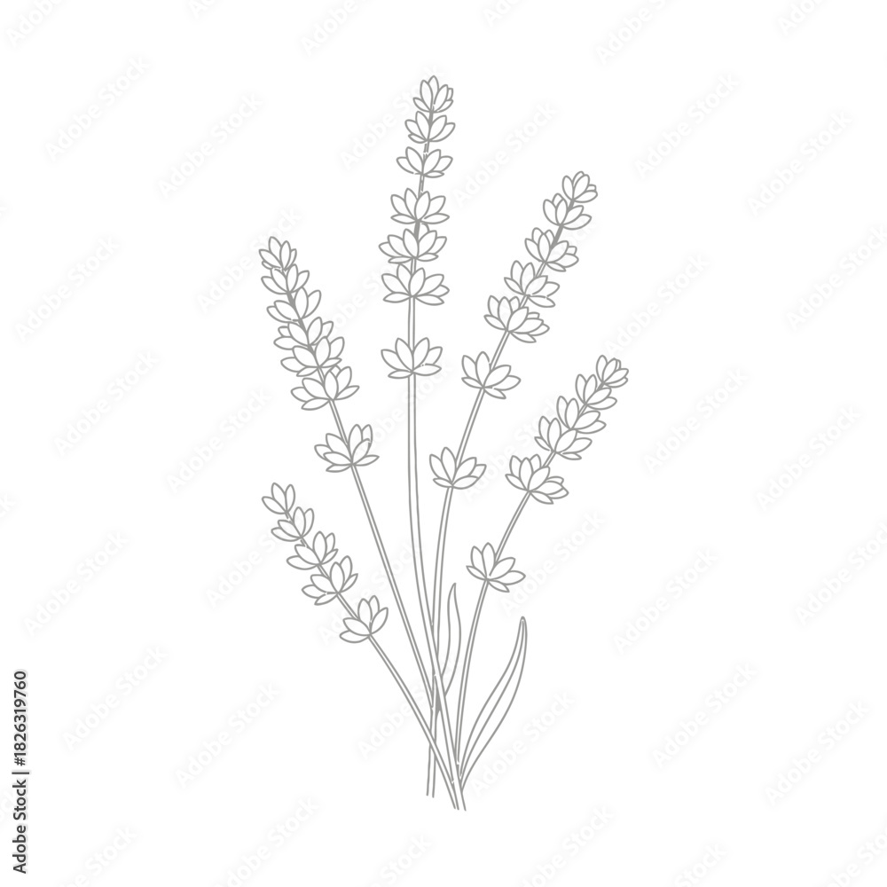 Fototapeta premium Illustration of elegant lavender flower illustration in vector format
