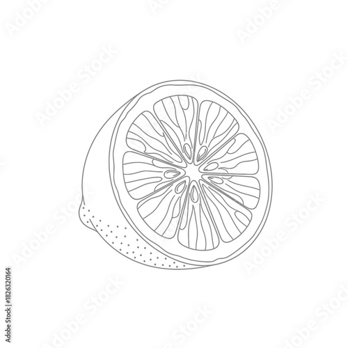 Illustration of half lemon slice, a refreshing citrus fruit outline