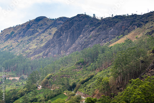 Tea growing area Munnar India, fields in Udagamandalam, Tamil Nadu, Nilgiri hills, agriculture of Camellia Sansis plants in the valley