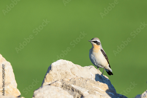 Wheatear Oenanthe oenanthe on Jagged Rock with Green Field