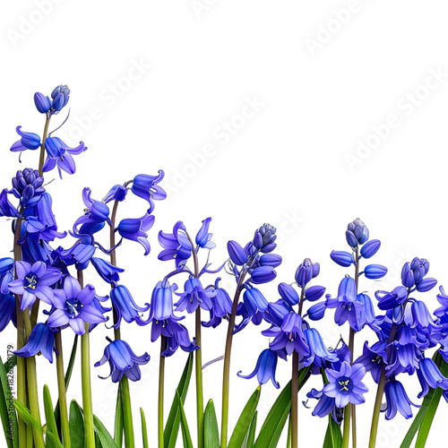 Vibrant bluebell flowers stand tall against a deep black background.
