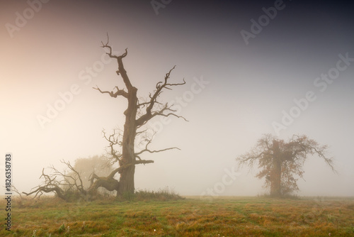 Wallpaper Mural Misty morning among old trees. Torontodigital.ca