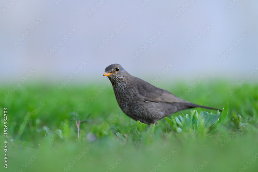 Fototapeta premium Blackbird searching food in meadow grass during evening light in Cres Croatia