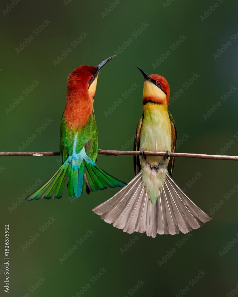 Fototapeta premium Beautiful colorful hummingbird in flight and perched on a branch, showcasing tropical wildlife nature