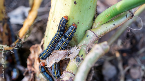 Lily caterpillars and Moth caterpillars are destroying a plant.