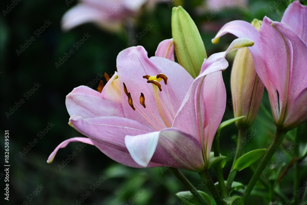 Fototapeta premium Elegant Pink Lily in Full Bloom
