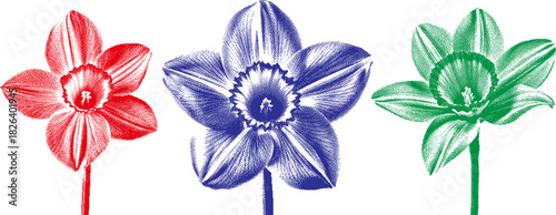 A vibrant vector of stylized daffodils reimagines classic botanical etching with a surreal splash of red, blue, and green.