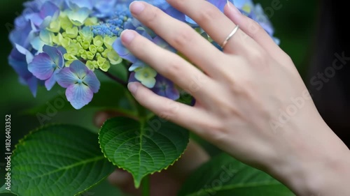 Close-up of a hand gently touching vibrant hydrangea flowers in nature