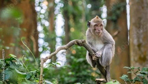 Fototapeta samoprzylepna Adult monkey on a branch in the forest