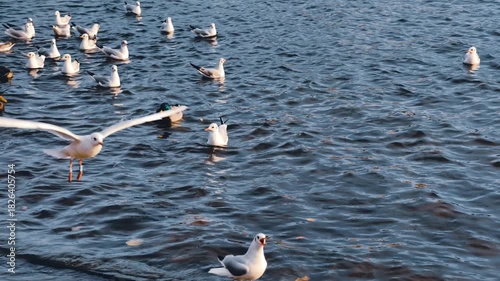 Seagulls Flying Mallard Duck Swimming Lake Water Birds Flock Slow Motion 4K Cinematic B-Roll Footage Urban Wildlife Mixed Species Waterfowl Community