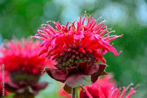 Pysznogłówka krwista, dwoista, Monarda didyma, horsemint, bergamot, scarlet beebalm, scarlet monarda, Red flowers of monarda in the garden	