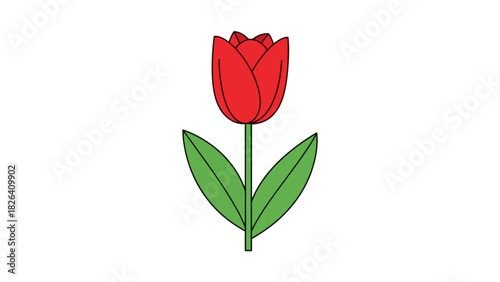 A red tulip with green leaves and stem on a white background