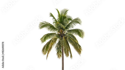 A single coconut palm tree with green fronds and a brown trunk