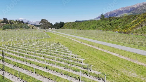 Drone flight over scenic vineyard landscape with parallel rows and mountain views