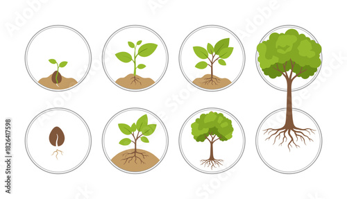 Tree growing stages showing plant life cycle evolution