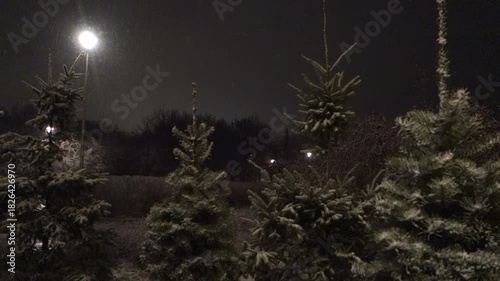 It fallen small snow on beautiful view of Christmas trees.
