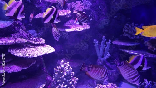 Colorful Coral Reef Fish Underwater