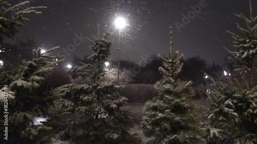 It fallen intensive snow on beautiful view of Christmas trees.