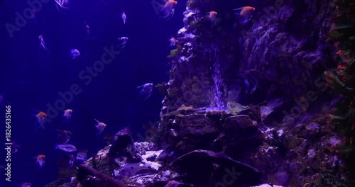 Colorful Aquarium Fish in Crystal Clear Water