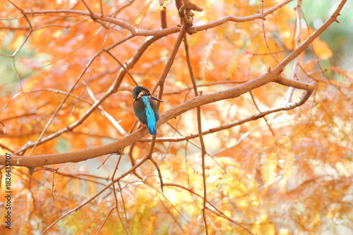 メタセコイアの紅葉とカワセミ