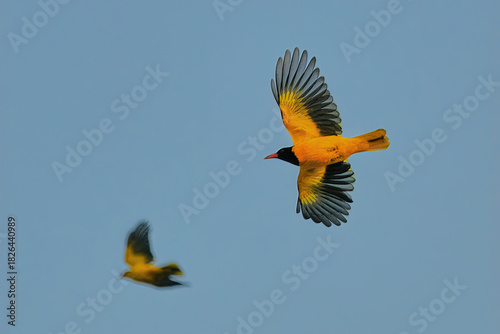 Black hooded oriole isolated in flight
