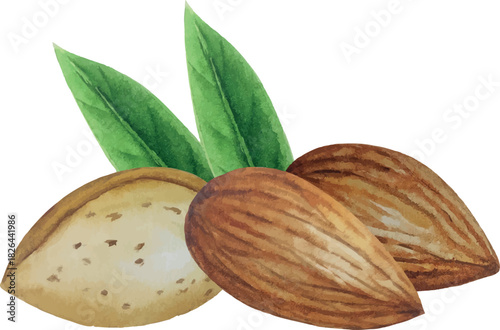 Vector almond nut composition. White background. For your design