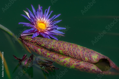Water lily flower in a lotus breeding pond in Bangkok, Thailand