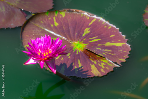 Water lily flower in a lotus breeding pond in Bangkok, Thailand