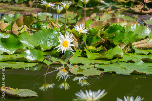 Water lily flower in a lotus breeding pond in Bangkok, Thailand