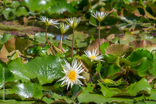 Water lily flower in a lotus breeding pond in Bangkok, Thailand
