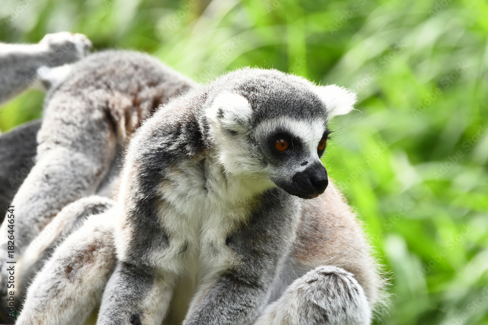 Obraz premium Close-up portrait of a ring-tailed lemur (lemur catta) in an alert posture, resting amongst others of its kind, with a blurred green background. captured outdoors at the eindhoven zoo.