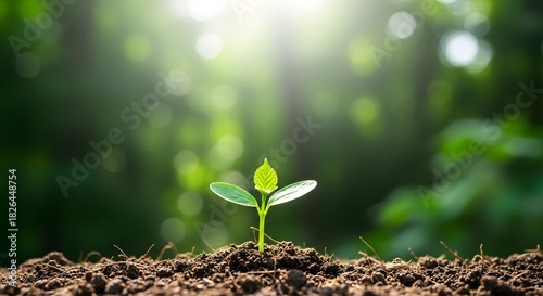 Young sprout emerging from soil bathed in sunlight symbolizing new beginnings