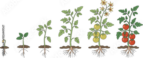 Tomato plant growth stages, seed to harvest, gardening cycle, vegetable development, farming illustration, root system, ripe fruit, agriculture vector